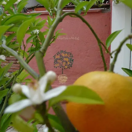 Mandarine Albi